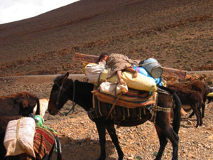 photo transhumance