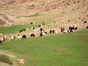 photo transhumance